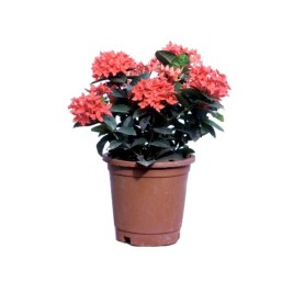 Ixora Mini Orange